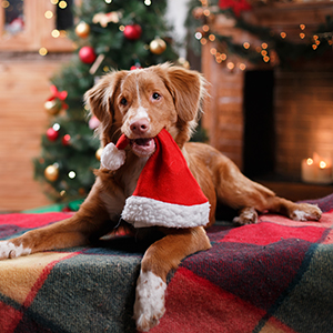 Kerstpakketten zelf samenstellen